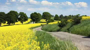 Gestion responsable des herbicides colza à base de métazachlore